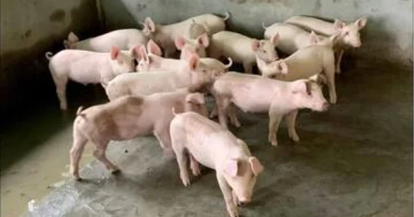 Giá heo hơi ngày 30/5/2026: Áp lực giảm nhẹ lan rộng Bắc – Trung, miền Nam đi ngang