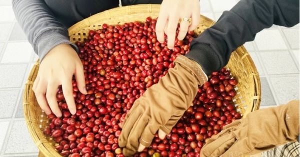 Giá cà phê thế giới đồng loạt giảm: Áp lực nguồn cung từ Brazil và tác động đến thị trường hàng hóa