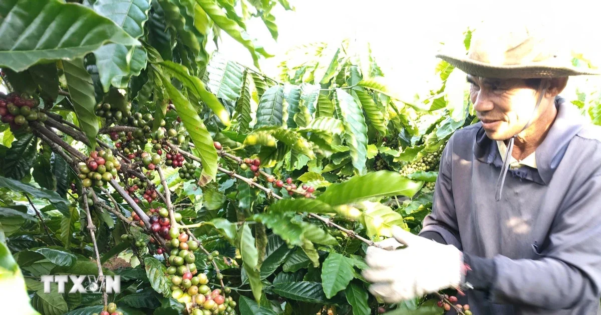Từ đà giảm giá cà phê và áp lực lên gạo Việt: Bức tranh dòng tiền hàng hóa nông sản tuần cuối tháng 5/2026