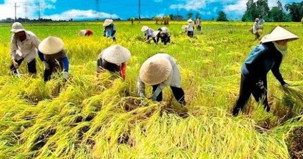 Từ mô hình lúa an toàn tại Hà Nội: Nhìn về hiệu quả kinh tế và xu hướng cơ giới hóa nông nghiệp Vụ Xuân 2026