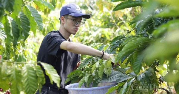 Giá cà phê ngày 30/5/2026: Phiên giảm sâu 1.800 đồng – Áp lực nguồn cung Brazil và tín hiệu trái chiều từ tồn kho
