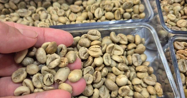 Cuối vụ cà phê Việt Nam: Lượng cung thu hẹp, giá nội địa hạ nhiệt trong bối cảnh nguồn cung toàn cầu biến động