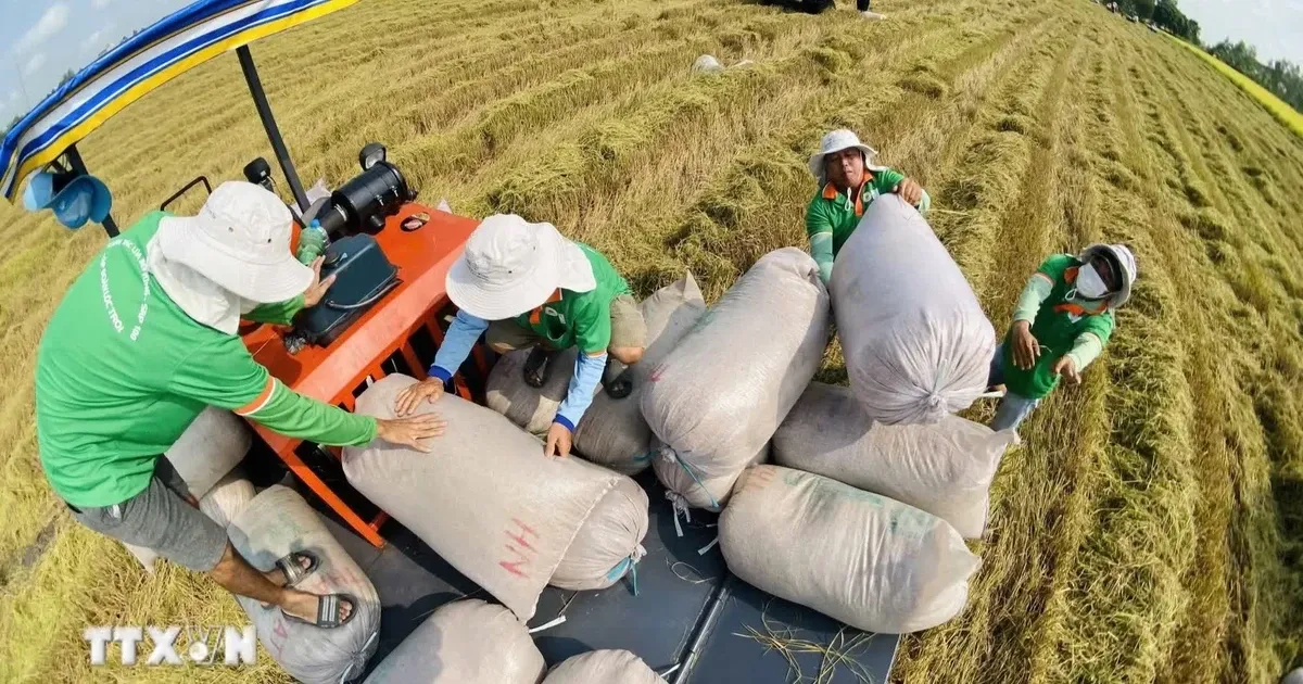 Việt Nam – châu Phi: Kết nối tri thức nông nghiệp và những tác động đến chuỗi cung ứng hàng hóa