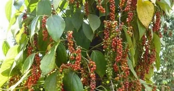 Ngành hồ tiêu Việt Nam: Xuất khẩu bùng nổ nhưng nguồn cung thắt chặt và rào cản kỹ thuật gia tăng
