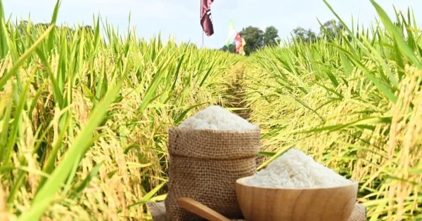 Giá lúa gạo ngày 30/5/2026: Gạo nguyên liệu xuất khẩu tăng – Tín hiệu từ thị trường nội địa và áp lực toàn cầu