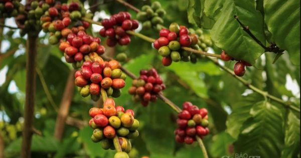 Giá cà phê hôm nay 29/5/2026: Bật tăng tiến gần mốc 90.000 đồng/kg – Phân tích cấu trúc cung cầu và dòng tiền hàng hóa