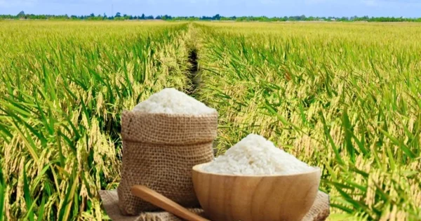 Giá lúa gạo ngày 27/6/2026: Lúa tươi giảm nhẹ – Áp lực chi phí logistics và tâm lý thận trọng bao trùm