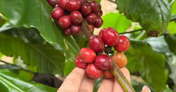 Giá cà phê trong nước giảm nhẹ 200 đồng, nhưng giá thế giới tăng mạnh: Phân tích tương quan dòng tiền và tồn kho