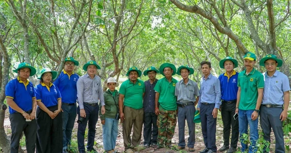 Bình Điền đưa giải pháp dinh dưỡng khoa học đến vùng điều Campuchia: Góc nhìn từ chiến lược mở rộng thị trường của doanh nghiệp phân bón