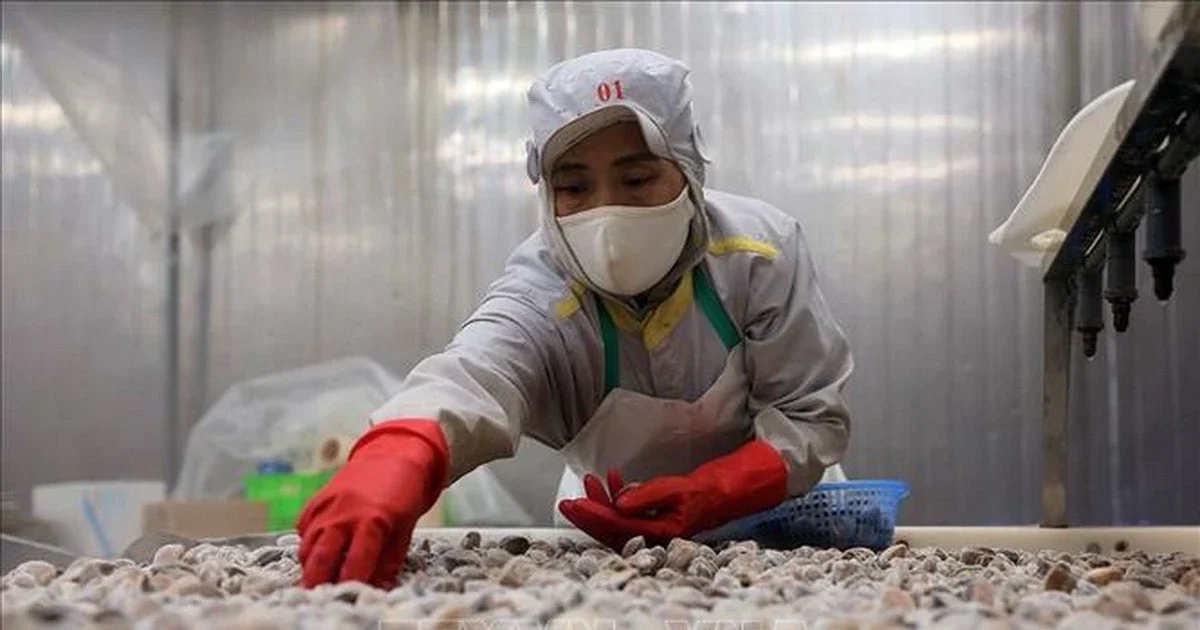 Xuất khẩu thủy sản tăng 12,8% trong nửa đầu năm 2026: Động lực từ Trung Quốc và Mỹ, thách thức từ chi phí và rào cản kỹ thuật