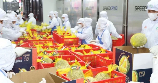 Xuất khẩu rau quả Việt Nam: Đà tăng 29,4% trong 5 tháng và bài toán chinh phục mốc 10 tỷ USD
