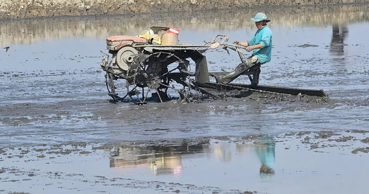 Chính sách hỗ trợ lãi suất của Cần Thơ: Tín hiệu phân bổ dòng tiền vào nông nghiệp và tác động macro