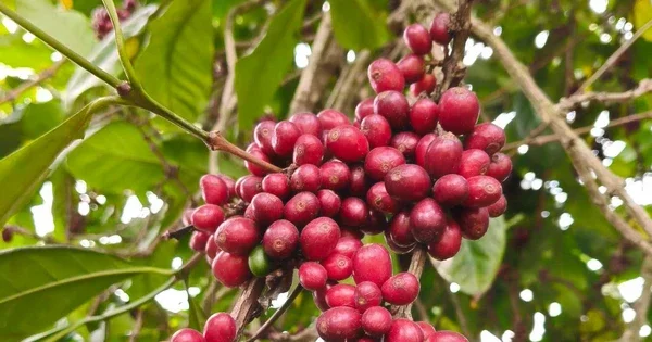 Áp lực nguồn cung toàn cầu: Giá cà phê Robusta và Arabica đồng loạt giảm, doanh nghiệp thận trọng