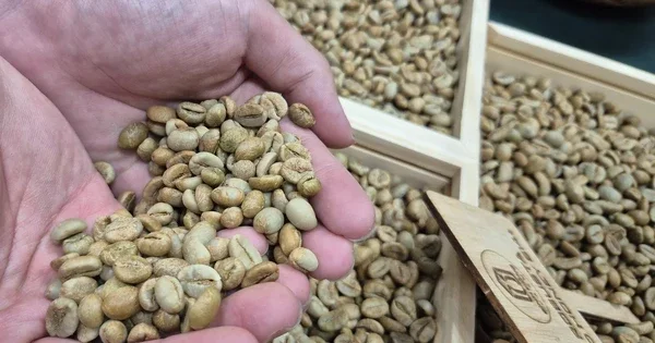 Giá cà phê tuần từ 15-6: Biến động trước áp lực bán gia tăng và kỳ vọng hạ nhiệt căng thẳng địa chính trị