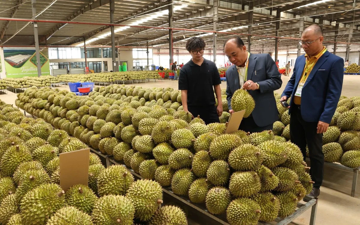 Từ danh sách phòng kiểm nghiệm Cadimi và Vàng O trong sầu riêng: Bài toán chi phí tuân thủ và áp lực lên chuỗi cung ứng nông sản