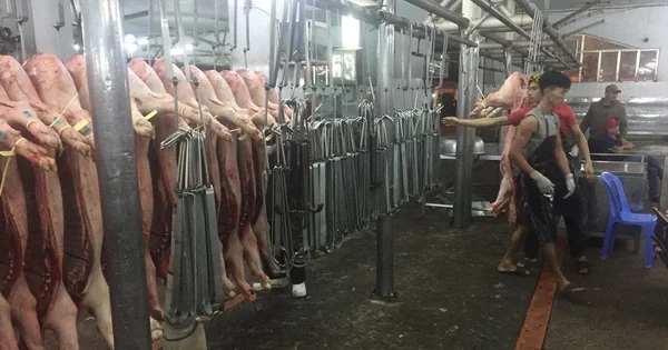 Áp lực cung heo hơi: Giá giảm 10.000 đồng/kg trong 10 ngày — Phân tích dòng tiền từ biến động giá thực phẩm đến kênh đầu tư hàng hóa