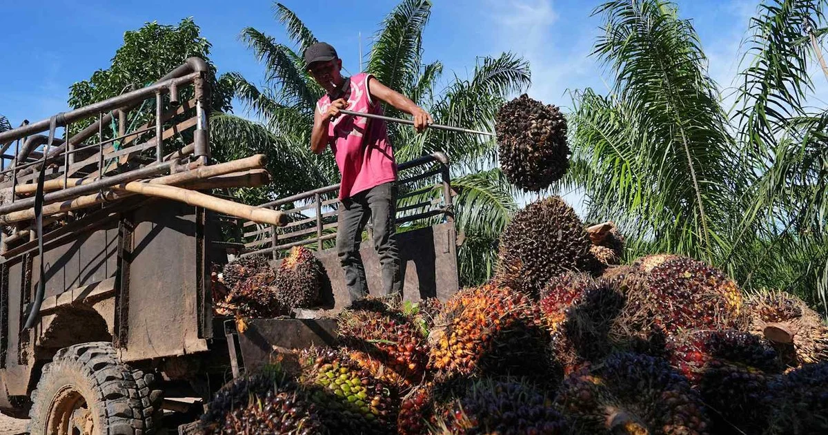 Siêu El Niño 2026-2027: Rủi ro gián đoạn nguồn cung gạo và dầu cọ – Tác động đến giá cả hàng hóa và lạm phát khu vực