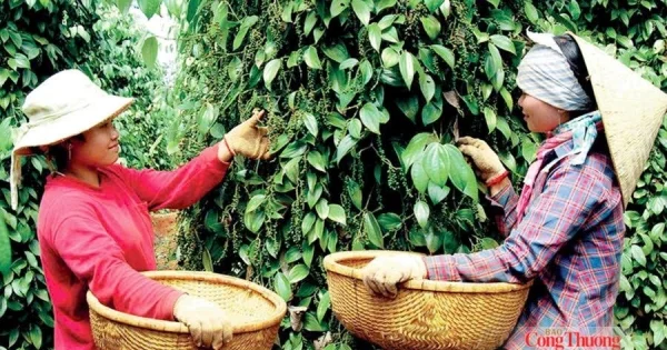 Giá tiêu ngày 26/6: Thanh khoản nội địa và xuất khẩu duy trì ổn định – Tín hiệu từ dòng tiền hàng hóa