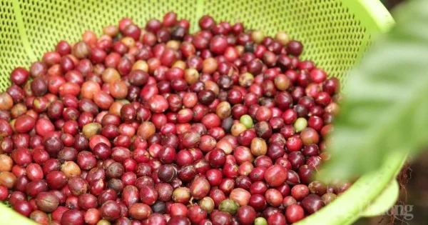 Giá cà phê hôm nay 3/6/2026: Tăng nhẹ 500 đồng/kg – Áp lực nguồn cung Brazil và tín hiệu từ thị trường thế giới