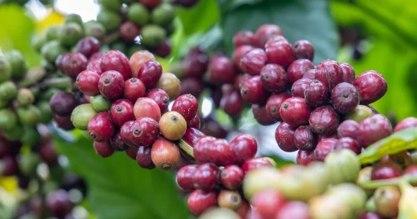 Từ câu chuyện giá cà phê giảm: Nhìn về tác động của nguồn cung hàng hóa gia tăng tại Brazil và Việt Nam
