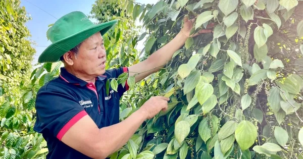 Giá tiêu trong nước và thế giới ngày 5/6/2026: Diễn biến trái chiều và áp lực từ nguồn cung toàn cầu
