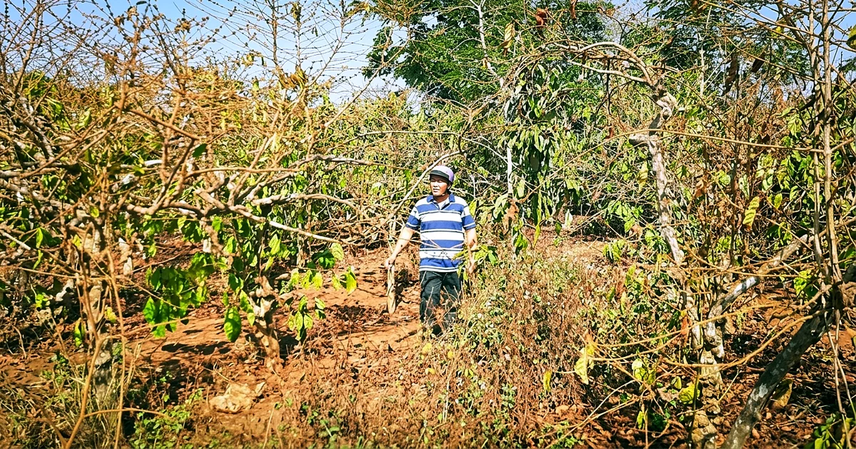 Vụ cổ phần hóa Công ty Cà phê Gia Lai: Áp lực pháp lý và dòng tiền trong tái cấu trúc doanh nghiệp nhà nước