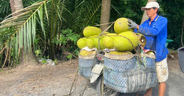 Giá trái cây giảm sâu: Nút thắt cung vượt cầu và áp lực thanh khoản trong chuỗi nông sản