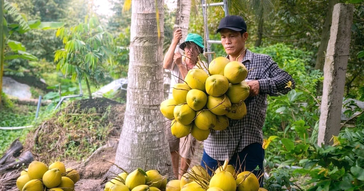 Từ câu chuyện sầu riêng, chôm chôm giảm giá mạnh ở miền Tây: nhìn về rủi ro sức mua và chi phí đầu vào gia tăng