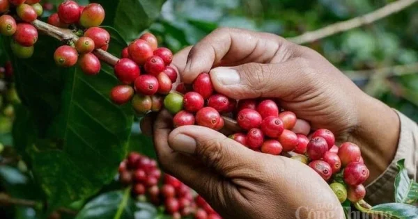 Giá cà phê thế giới giảm sâu: Dòng tiền đầu cơ co hẹp và tín hiệu dư cung toàn cầu