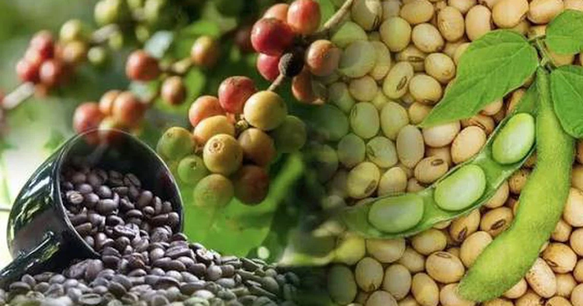 MXV-Index giảm nhẹ: Dòng tiền tập trung vào nhóm họ đậu và cà phê - Bối cảnh vĩ mô hàng hóa cuối tháng 6