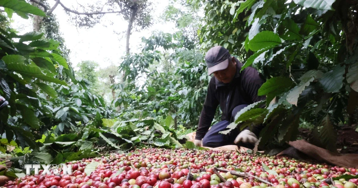 Giá cà phê chạm 90.000 đồng/kg, giá gạo xuất khẩu tăng: Áp lực nguồn cung và rủi ro El Niño chi phối thị trường nông sản