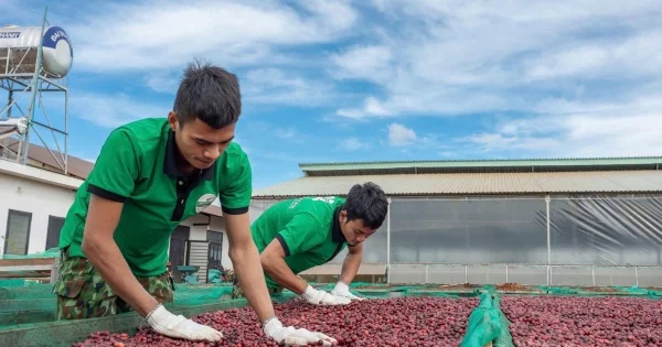 Giá cà phê bật tăng hơn 2.000 đồng/kg: Cung cầu thắt chặt và áp lực thời tiết