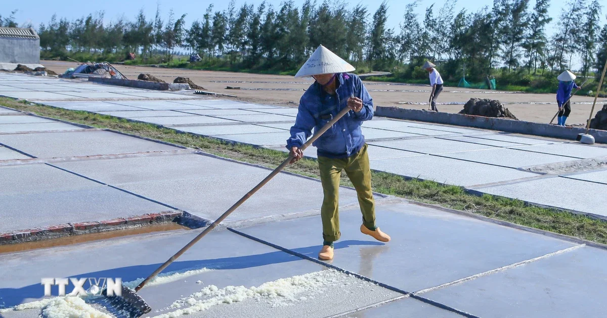 Giá muối đầu vụ tại Ninh Bình tăng: Tín hiệu cầu vượt cung và động lực tái cơ cấu nghề diêm nghiệp