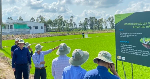Tiêu chuẩn quốc gia cho rau an toàn: Từ câu chuyện VietGAP 0,6% nhìn về áp lực chuẩn hóa chuỗi cung ứng nông sản