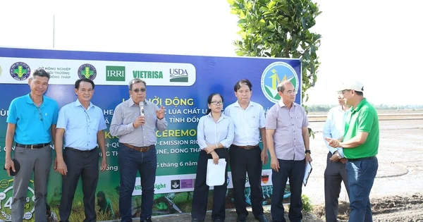 Vùng liên kết lúa chất lượng cao ĐBSCL: Mô hình tổ chức sản xuất mới và tác động đến chuỗi giá trị nông sản