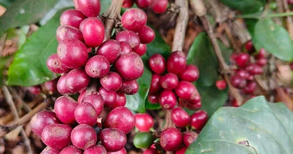 Giá cà phê Robusta phục hồi, Arabica tiếp đà giảm: Áp lực nguồn cung Brazil và tâm lý giữ hàng của nông dân Việt Nam