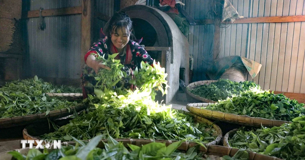 Từ câu chuyện chè Tủa Chùa: Nhìn về cấu trúc chuỗi giá trị nông sản và tín hiệu đầu tư vào vùng nguyên liệu đặc sản