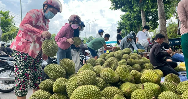 Từ siết chặt quản lý chất lượng sầu riêng: Bài toán chi phí tuân thủ và áp lực lên chuỗi cung ứng nông sản