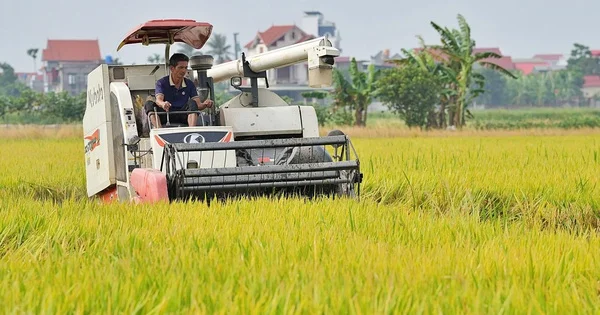 Ngành lúa gạo Việt Nam: Áp lực tái cấu trúc trước thách thức thị trường