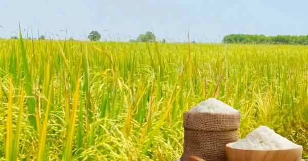 Gạo xuất khẩu đảo chiều tăng: Tín hiệu từ áp lực cung – cầu vụ Hè Thu và thị trường châu Á
