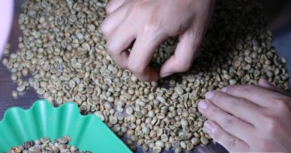 Giá cà phê ngày 26/6/2026: Robusta tăng, Arabica giảm – Áp lực nguồn cung từ Brazil và tín hiệu từ dòng tiền hàng hóa