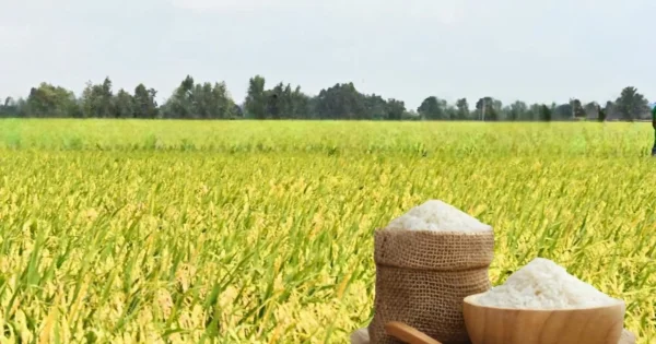 Giá lúa gạo ngày 25/6: Gạo nguyên liệu xuất khẩu tăng nhẹ, thị trường châu Á lặng sóng