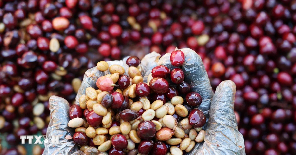 Giá cà phê nội địa tiến sát 90.000 đồng/kg: Sức đẩy từ nguồn cung thắt chặt và tâm lý găm hàng