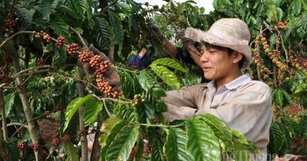 Giá cà phê thế giới đồng loạt tăng: Từ áp lực tồn kho thắt chặt nhìn về triển vọng nguồn cung Brazil