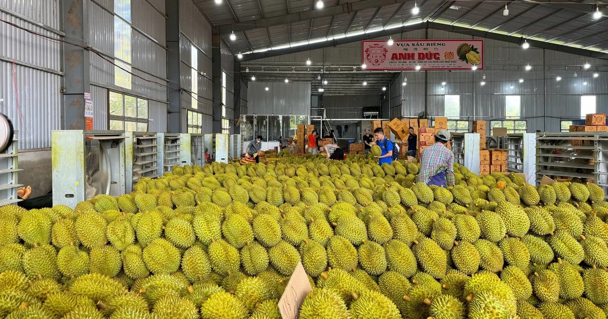 Gỡ nút thắt logistics cho sầu riêng Đắk Lắk: Chi phí vận tải và câu chuyện áp lực chuỗi cung ứng hàng hóa