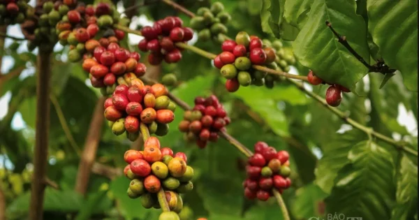 Giá cà phê hôm nay 23/6/2026: Tạm chững ở 89.200 đồng/kg – Áp lực điều chỉnh kỹ thuật và tiến độ thu hoạch Brazil chậm