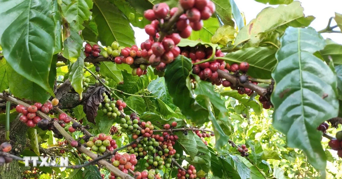 Chuyển đổi xanh trong nông nghiệp Việt Nam: Câu chuyện của Phúc Sinh, Vĩnh Hiệp và C.P. Việt Nam dưới góc nhìn dòng vốn ESG