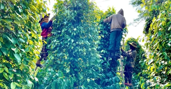 Giá tiêu đi ngang, xuất khẩu giảm tốc: Áp lực từ cung cầu và dòng chảy thương mại