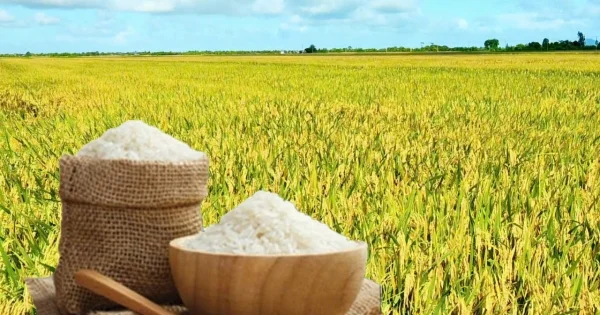Lúa tươi biến động trái chiều: Tín hiệu phân hóa dòng tiền tại thị trường gạo ĐBSCL