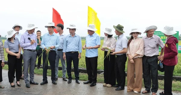 Mô hình lúa VietGAP gắn bao tiêu: Câu chuyện chuỗi cung ứng và áp lực chi phí vốn trong nông nghiệp